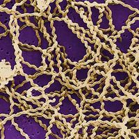 leptospirosis