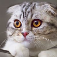Scottish fold