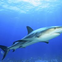 shark fins