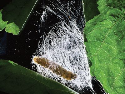 silkworm cocoon