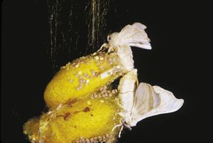 silkworm moth