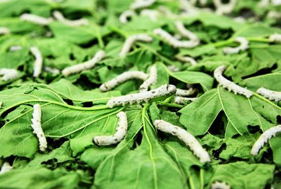 Silkworm