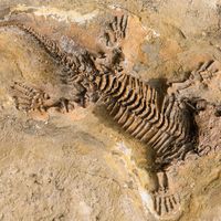 Skeleton fossil