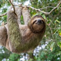 Sloth