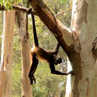 spider monkey