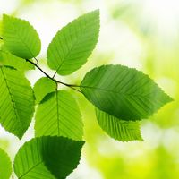 Eudicot leaves