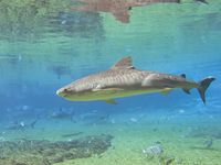 tiger shark