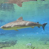 tiger shark