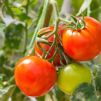 Fruit or vegetable?