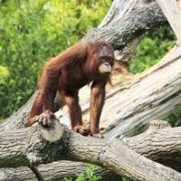 walking orangutan