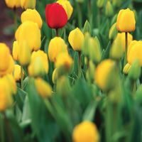 garden tulips