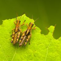 Crickets