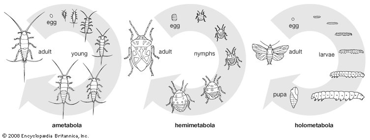 insect development