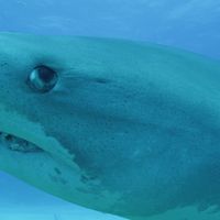 Why did the megalodon shark go extinct?
