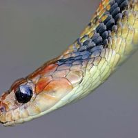 Viper