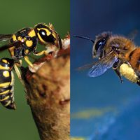 Wasp or bee?