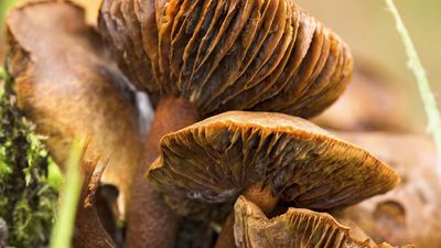 webcap mushroom