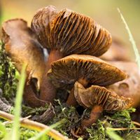 webcap mushroom