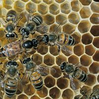 Queen bee