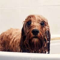 Wet dog