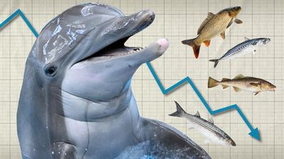 A dolphin on a background of graph paper, with a blue line chart trending downwards and four types of fish surrounding it.