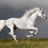 Horse power